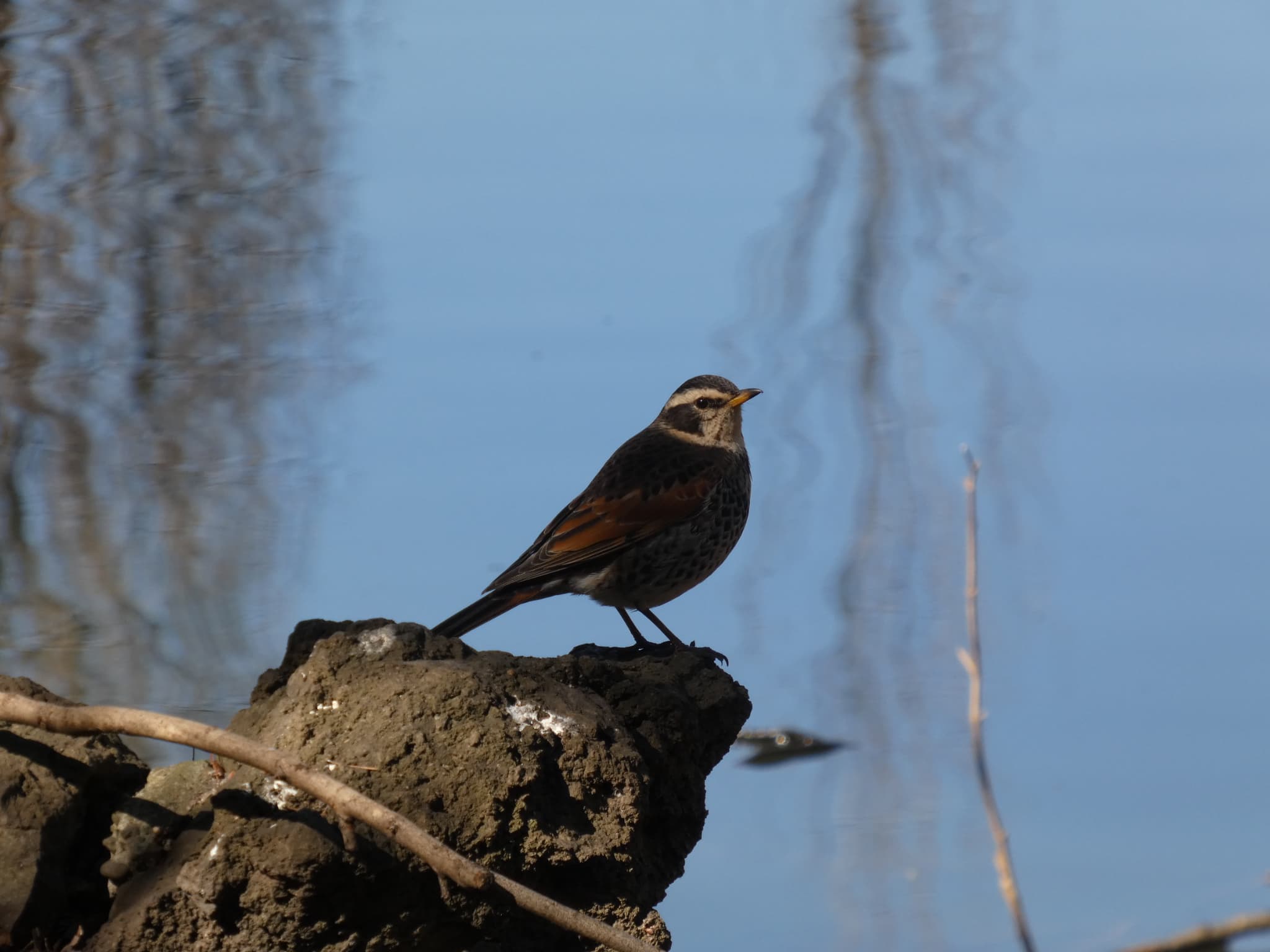 Turdus eunomus02